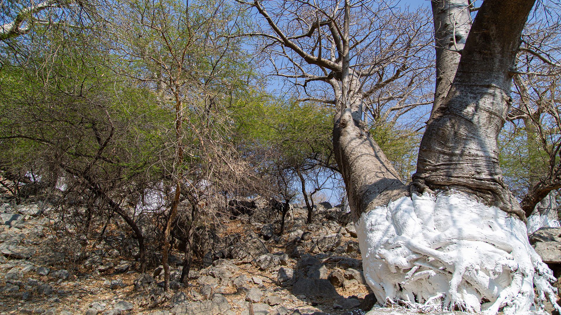 Baobaby w Omanie