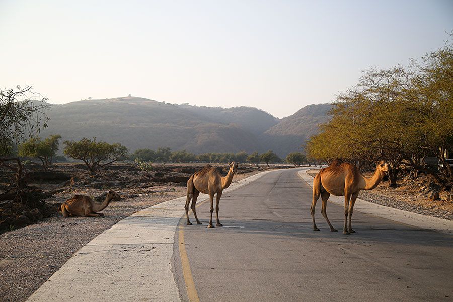 Wielbłądy w Omanie