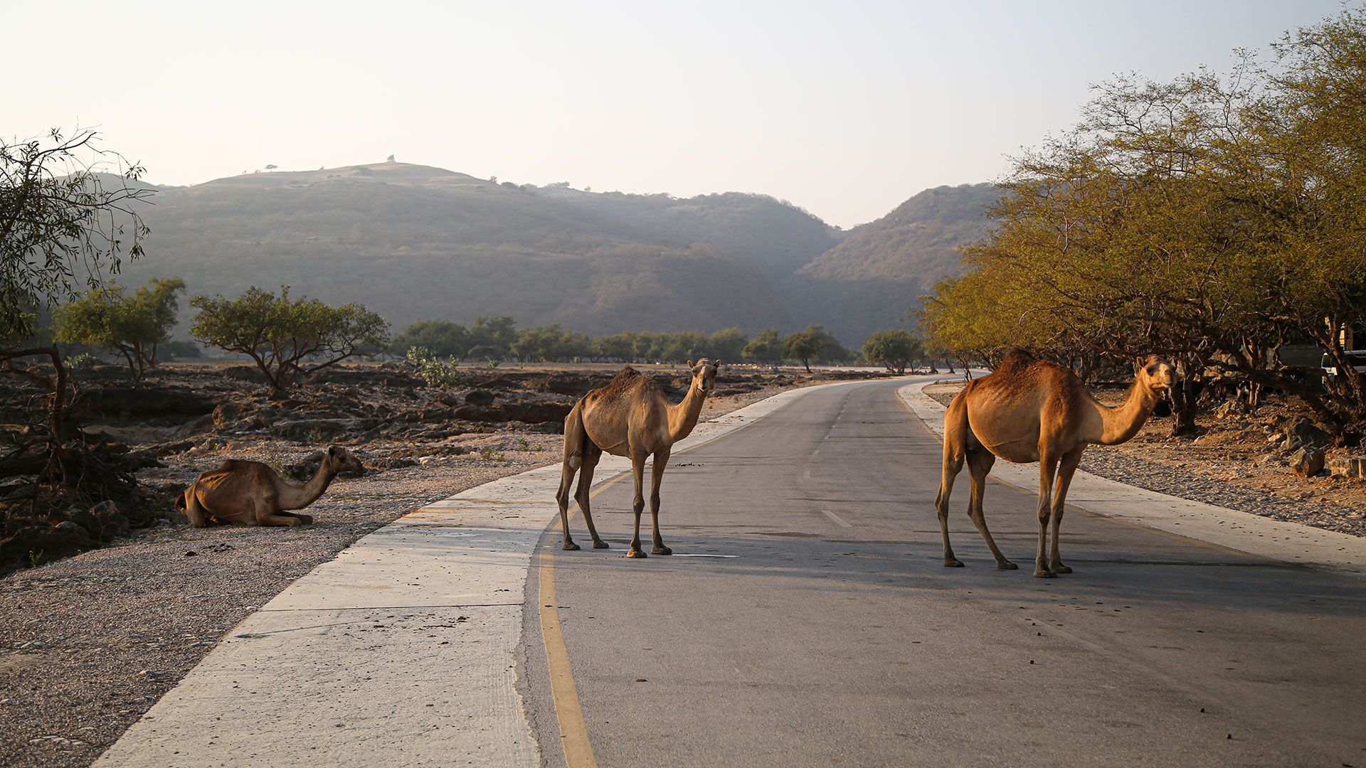 Wielbłądy w Omanie