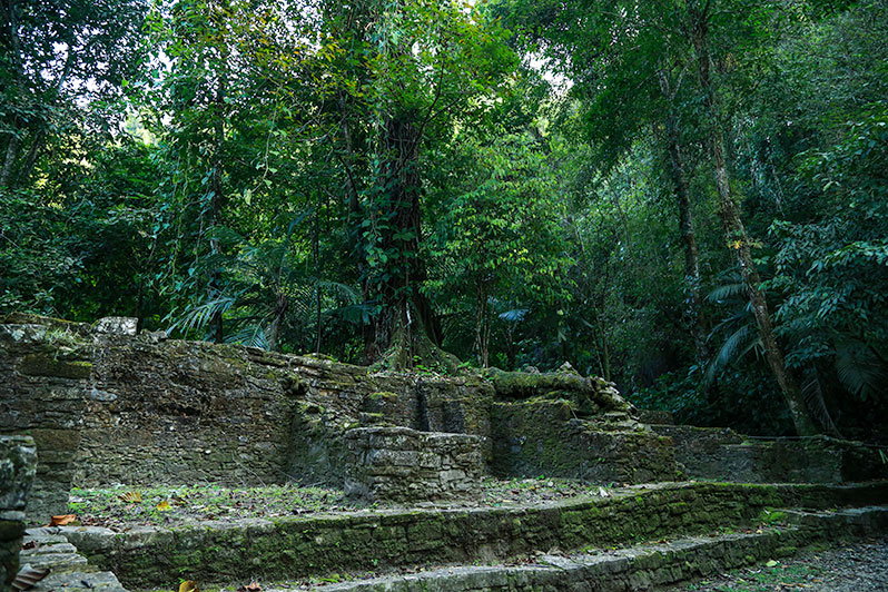 Palenque - gdzieś w dżungli