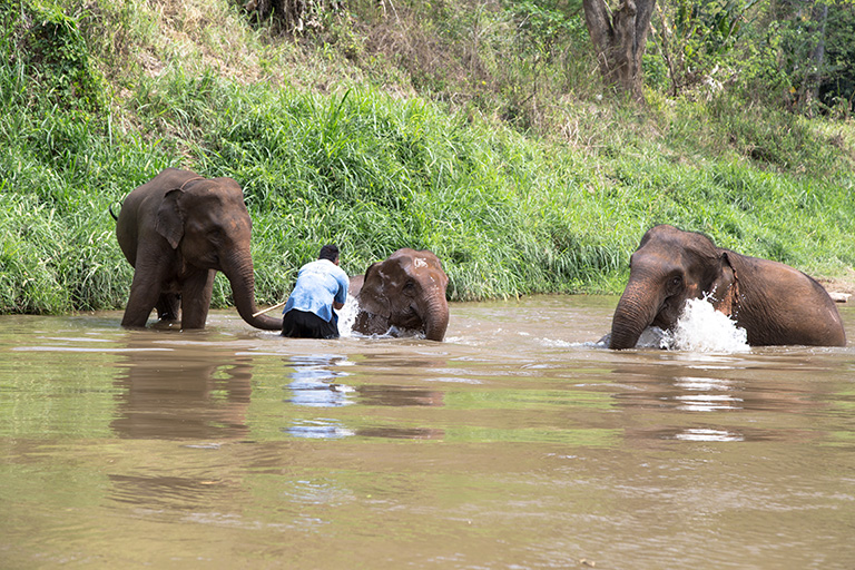 Kąpiące się słonie pod wodzą jednego człowieka