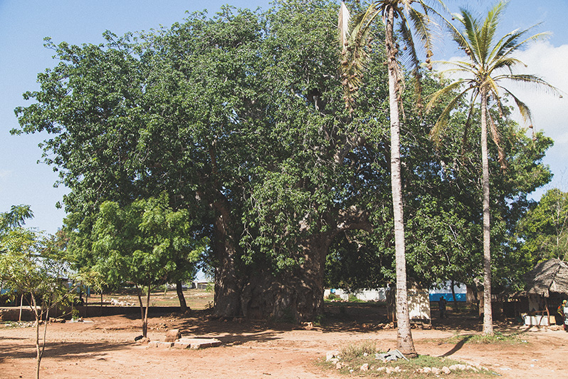 Baobaby na Zanzibarze