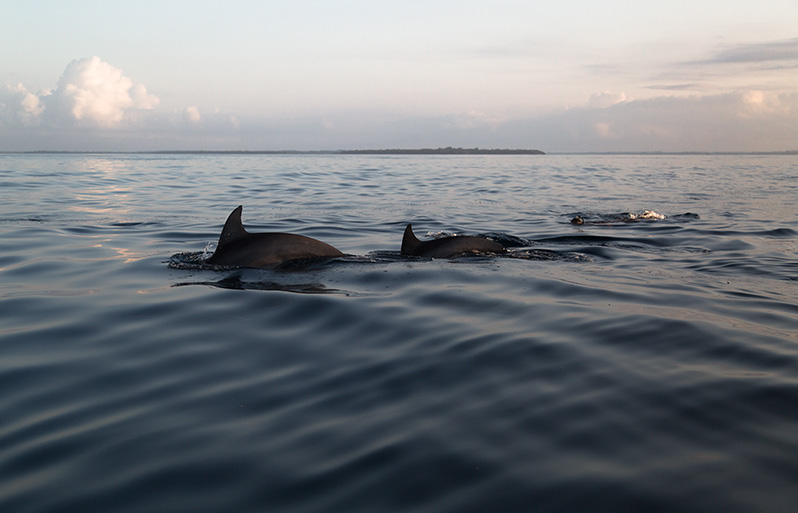 Pływając z delfinami